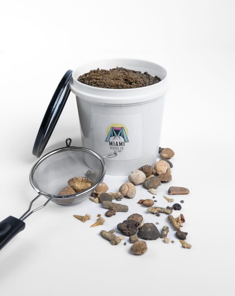 Fossil Dig Kit for Beginners Dig Your Own Fossil Miami Mining Co Gem Mining Buckets
