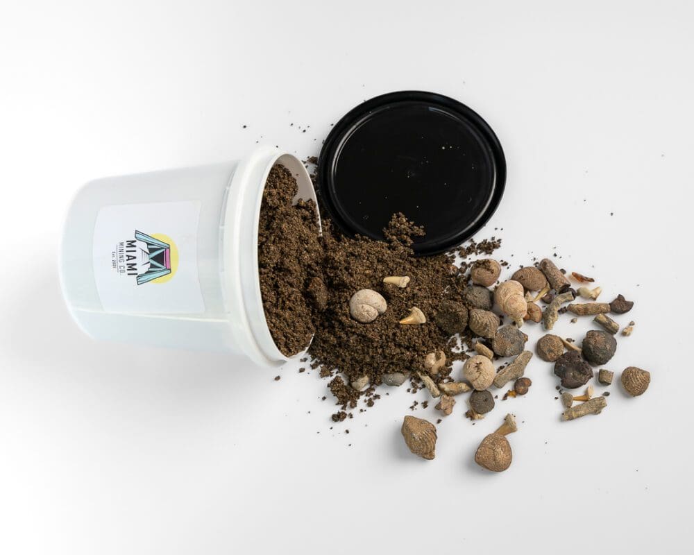 Fossil Dig Kit for Beginners Dig Your Own Fossil Miami Mining Co Gem Mining in South Florida