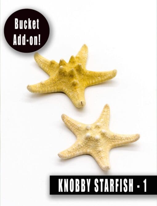 Knobby Starfish нэмэлт