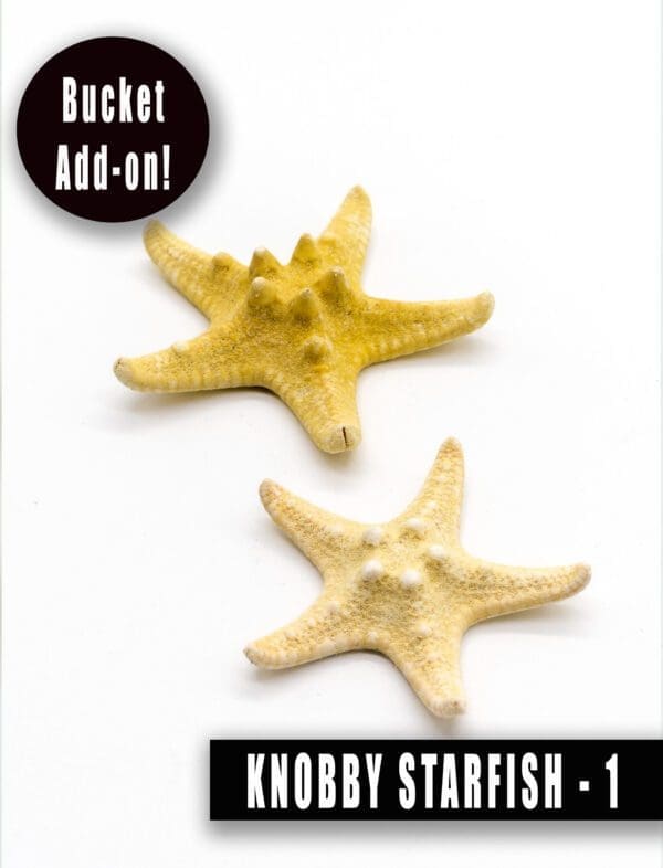 Knobby Starfish fa'aopoopo