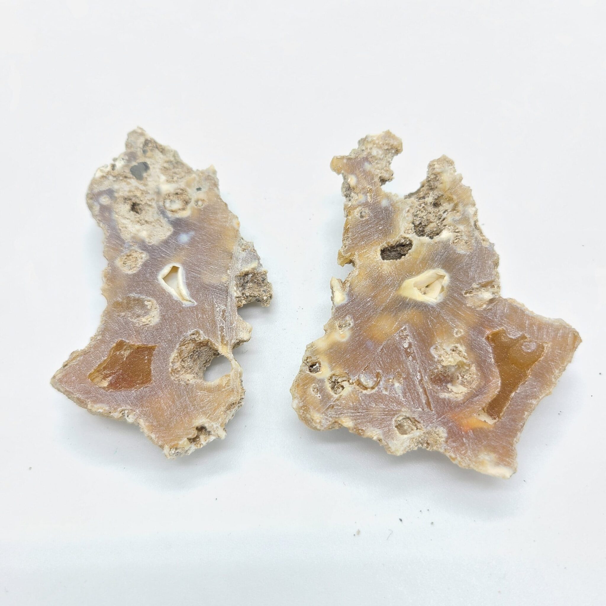 Agatized Coral Fossil from Florida - Pair 2 - Miami Mining Co | Gem Mining  in South Florida