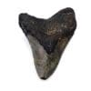 Authentic Megalodon Tooth