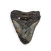 Authentic Megalodon Tooth 3.05" inches
