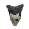 Authentic Megalodon Tooth 3.0" inches