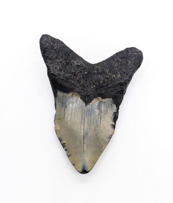 Authentic Megalodon teeth