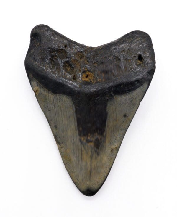 megalodon tooth 3.7