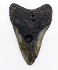 Authentic Megalodon Tooth 4.6" inches