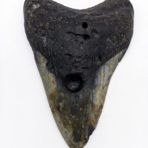 Autentisk Megalodon Tooth 4.6" tum