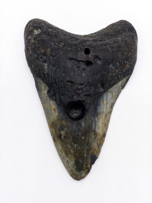 Authentique dent de Megalodon 4.6" pouces