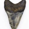 Fóssil de dente de megalodonte