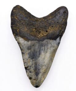 Megalodon Tooth fossil