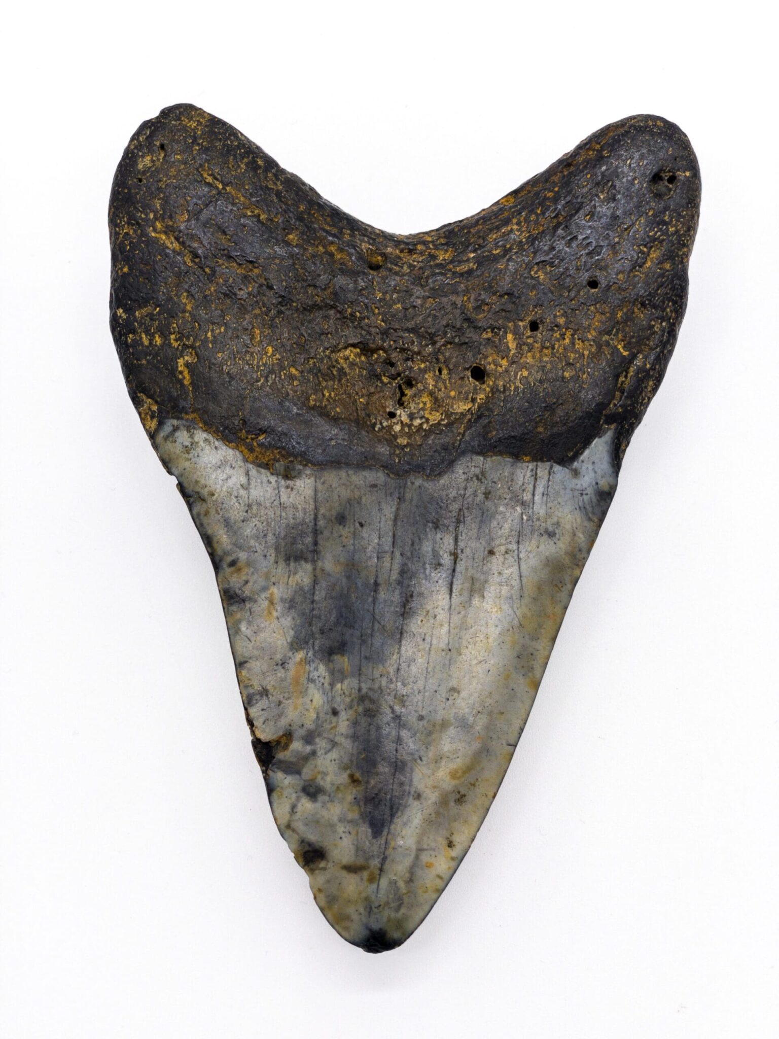 本物のメガロドンの歯の化石 4.6 インチ - マイアミ マイニング 