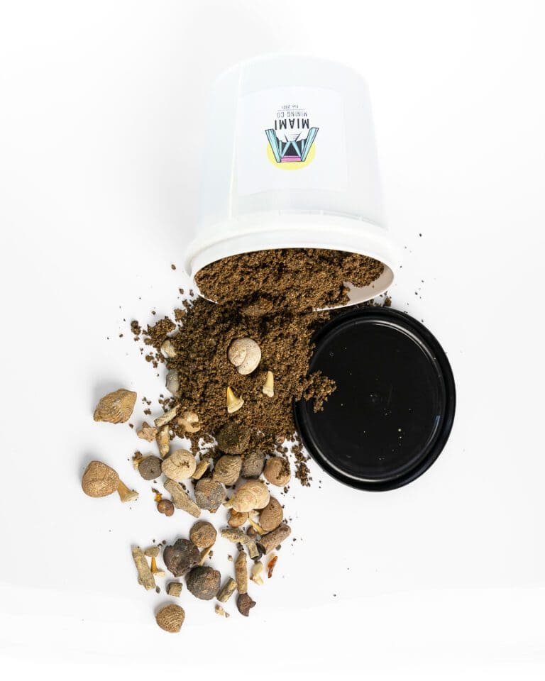 Fossil Dig Kit for Beginners Dig Your Own Fossil Miami Mining Co Gem Mining Buckets