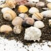 types of seashell