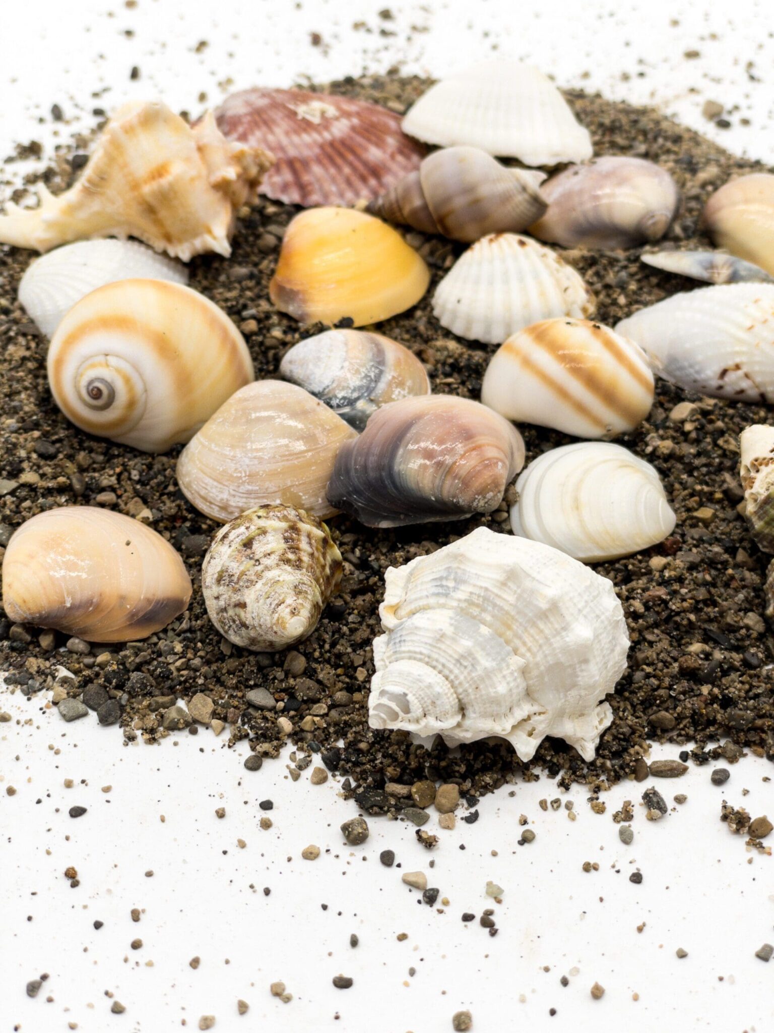 Seashell Dig Kit: Discover the Beauty of Seashells and Types of