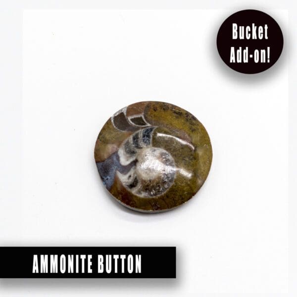 ammonite button add on