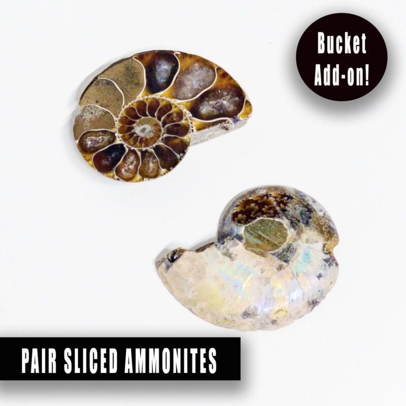 pair sliced ammonities add on