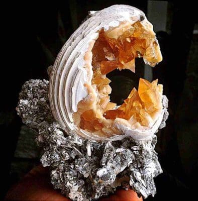 Calcite Fossilized Clams Collecting in Florida. This is a large Fossil Clam shell on matrix from Florida. Photo: Bryan Major