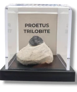 Proetus Trilobites
