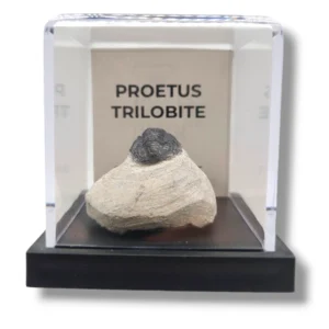 I-Proetus Trilobites
